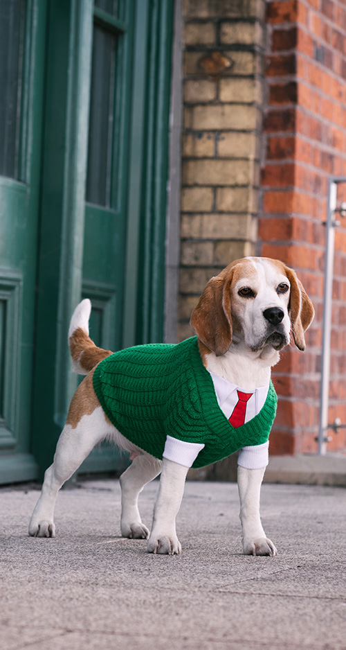 Joules 2024 beagle sweater